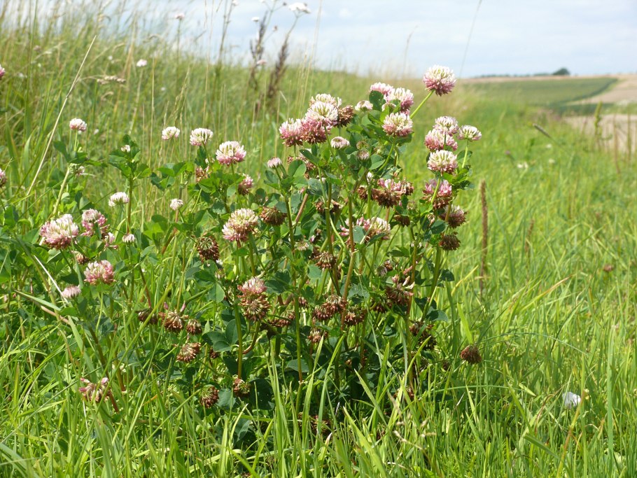 Trifolium hybridum