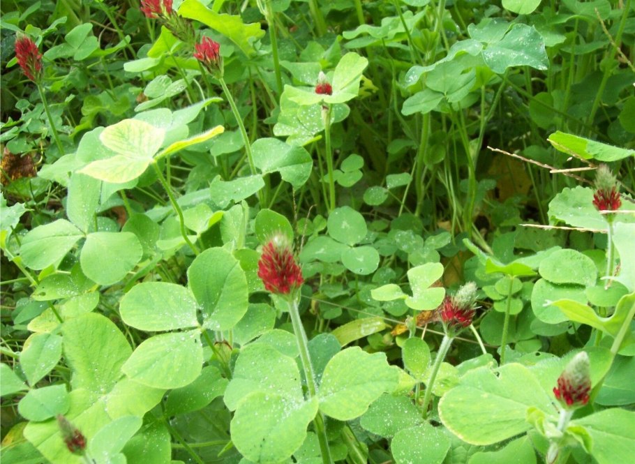 Trifolium incarnatum