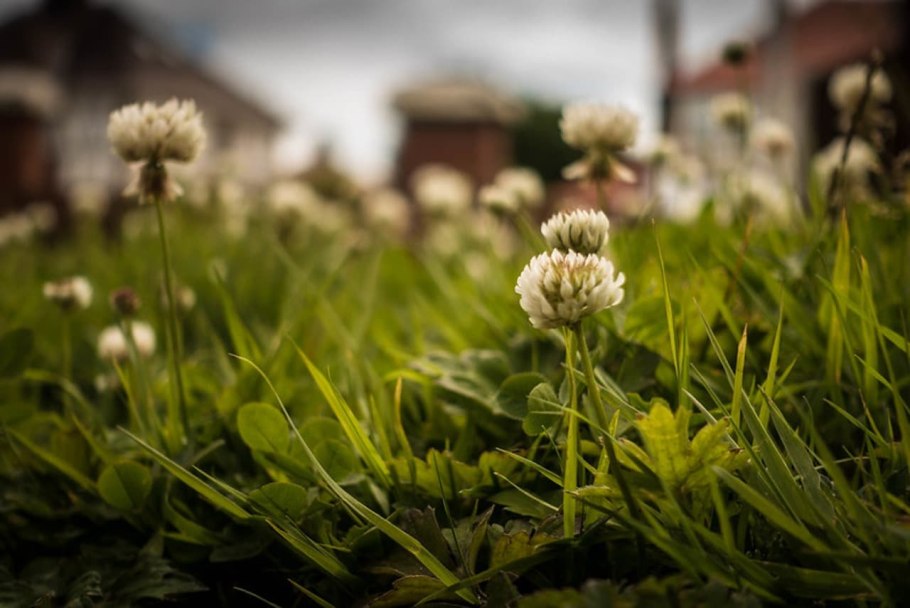 Клевер Луговой Камелия