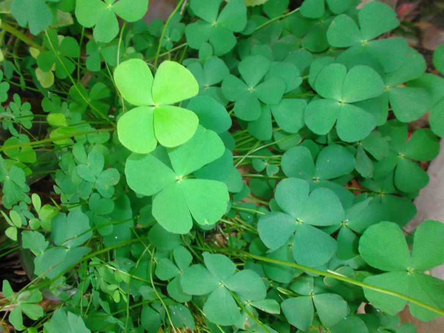 Клевера Trifolium repens