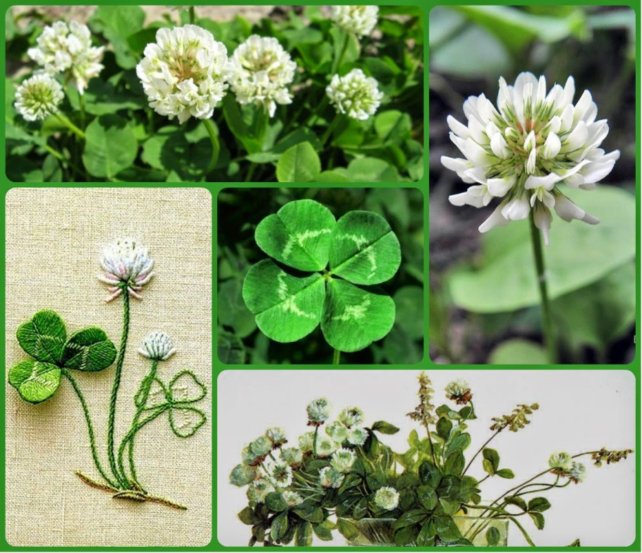 Trifolium fragiferum