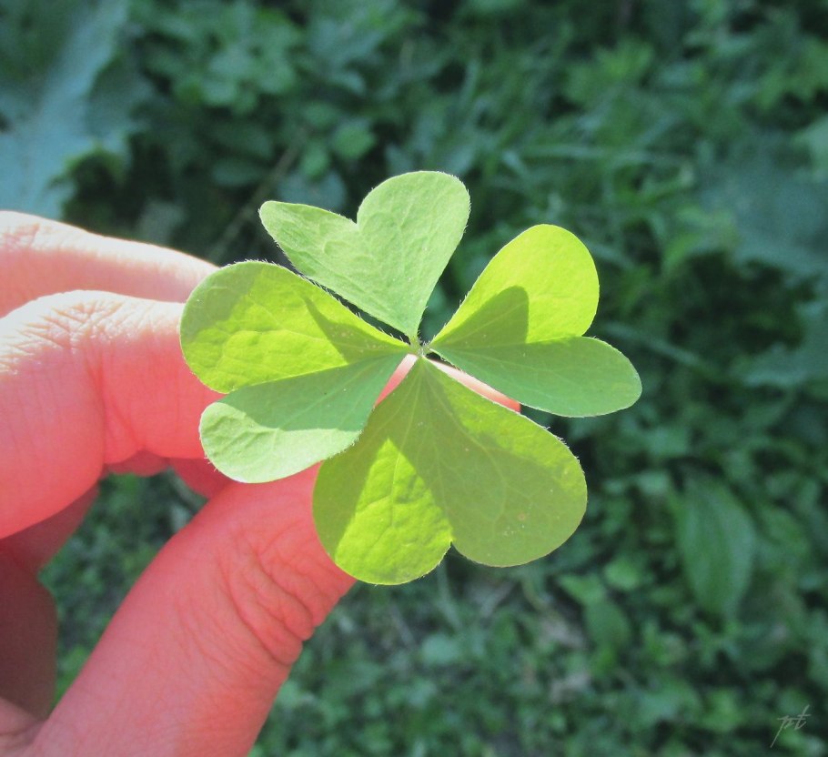 Клевер ползучий