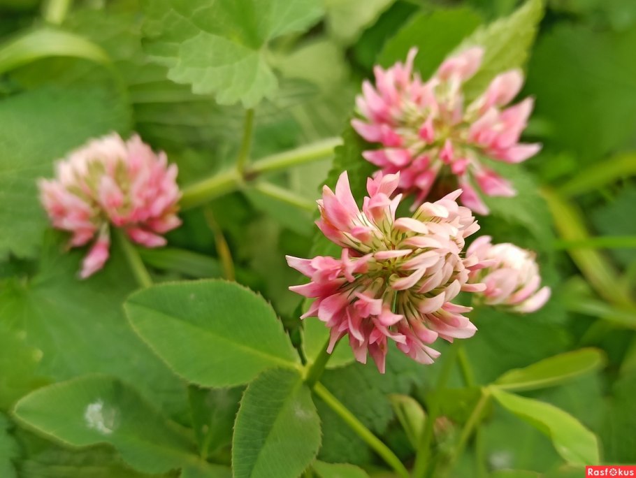 Клевер отменный - Trifolium eximium