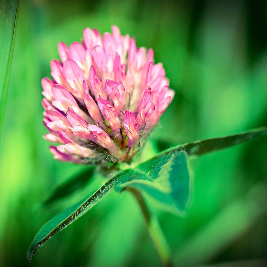 Клевер полевой Trifolium arvense