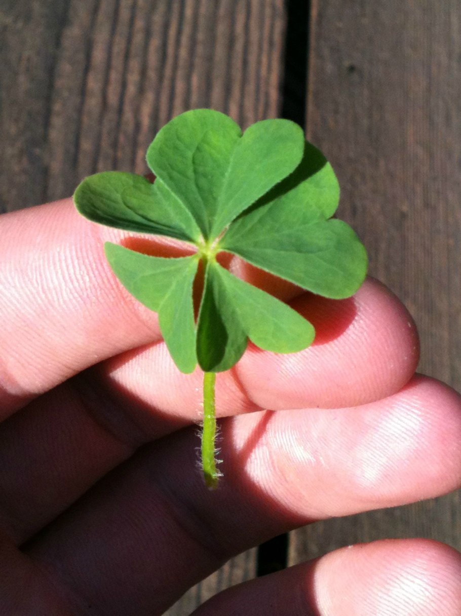 Клевер итальянский