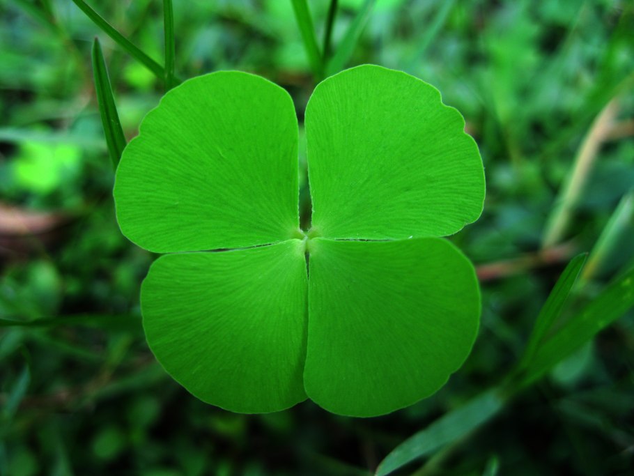 Клевер Земляничный, пустоягодник