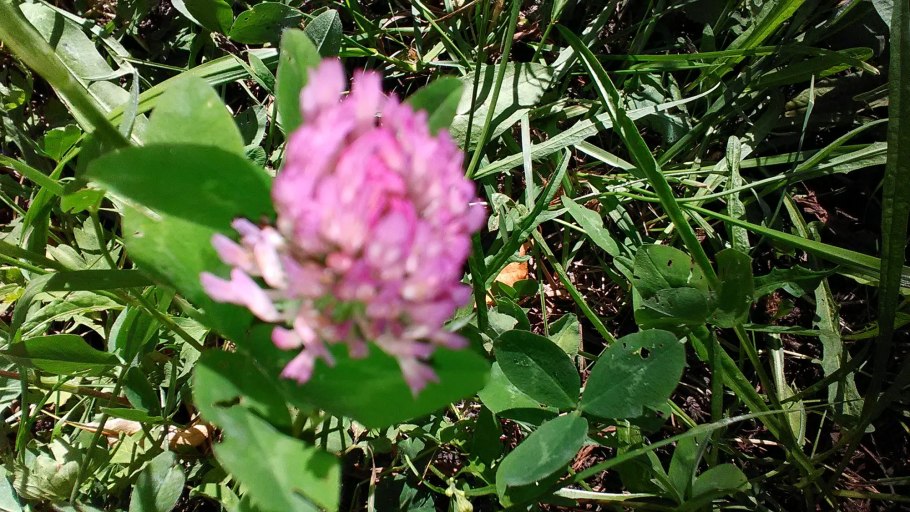 Четырехлистный Клевер демон