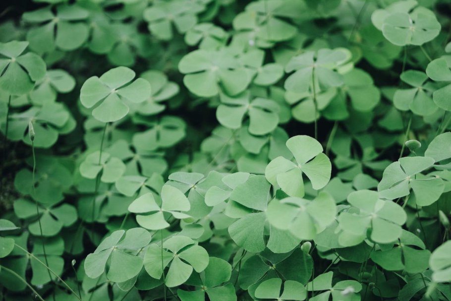 Лист клевера