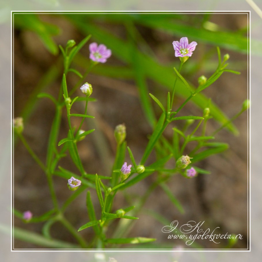 Песколюбочка постенная Gypsophila muralis