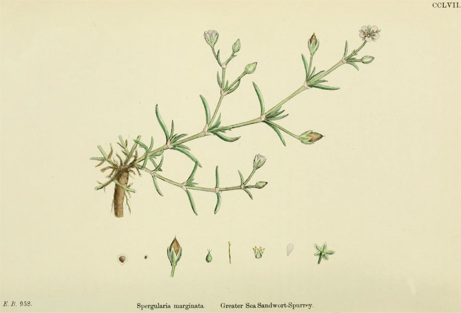 Verbascum phoeniceum