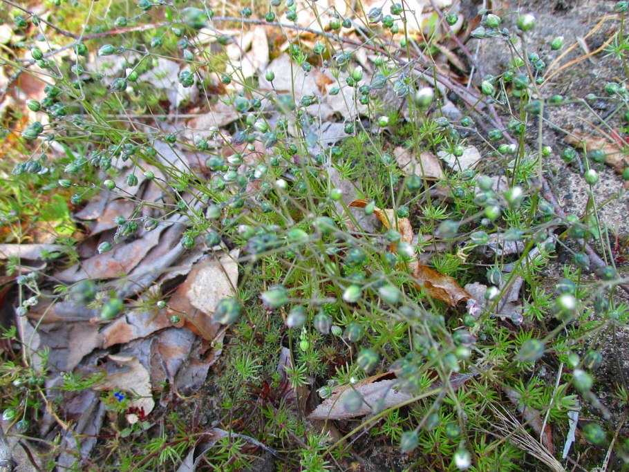 Spergula morisonii