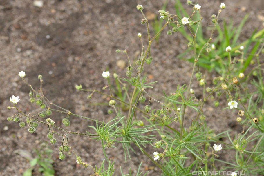 Торица Полевая (Spergula arvensis)