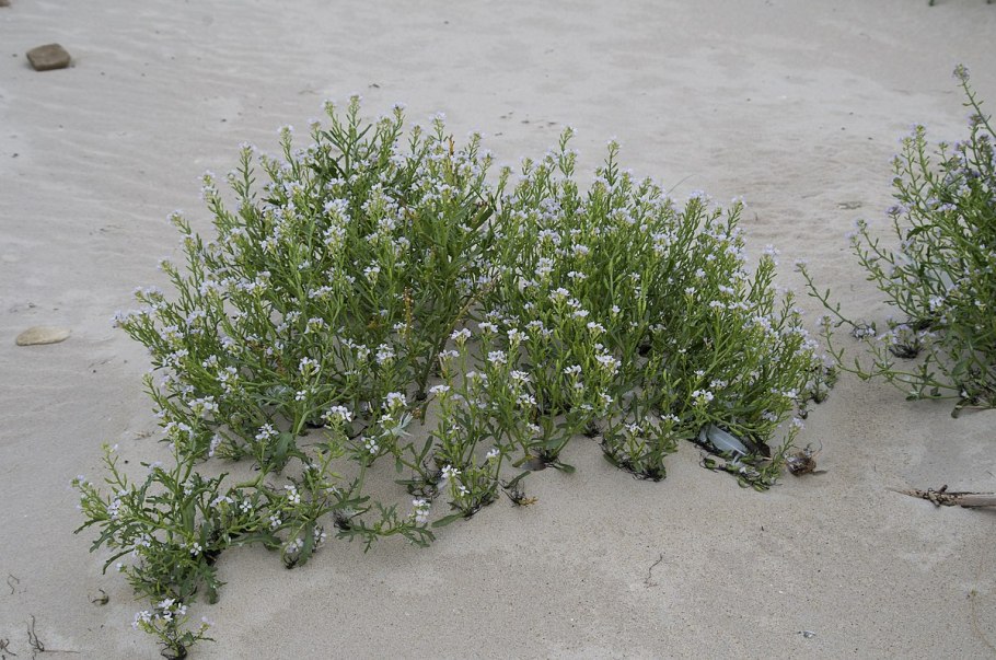 Сурепка всходы фото