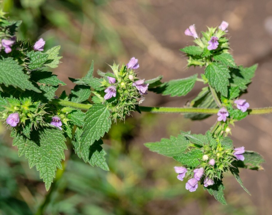 Белокудренник чёрный