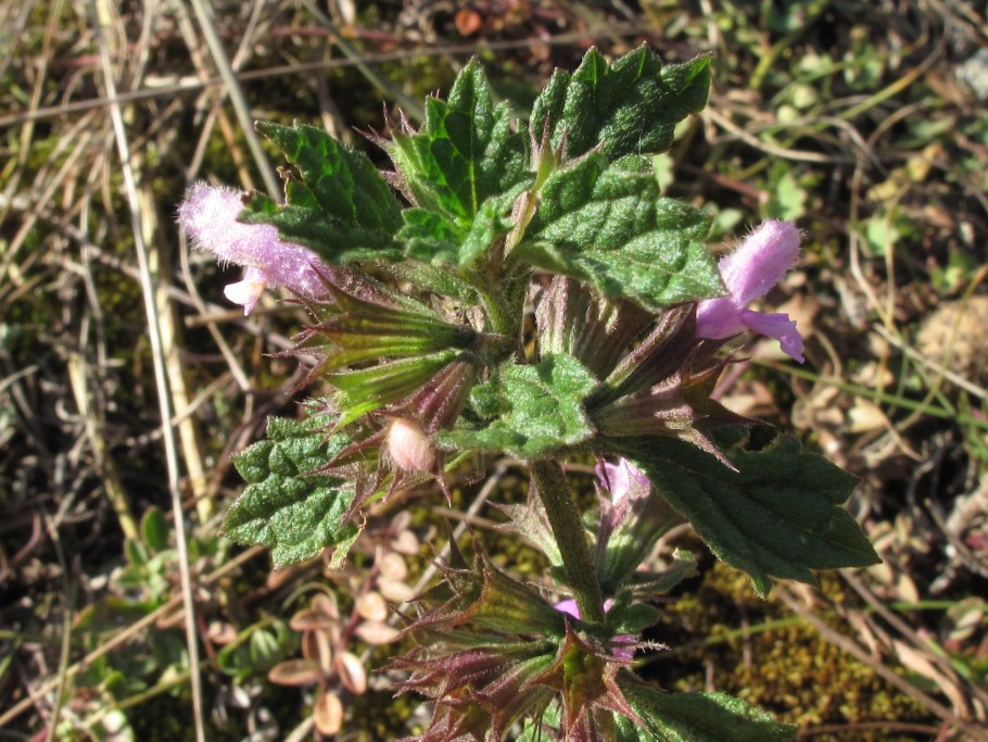 Белокудренник чёрный