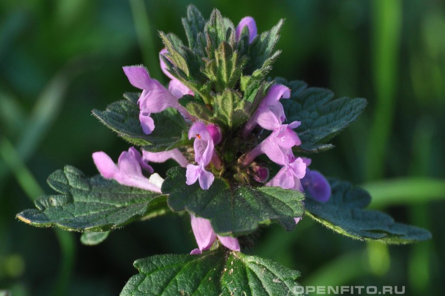 Белокудренник чёрный