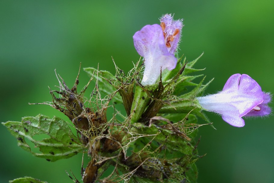 Белокудренник чёрный