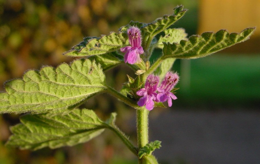 Пустырник шерстистый, Гремячка, белокудренник Сибирский.