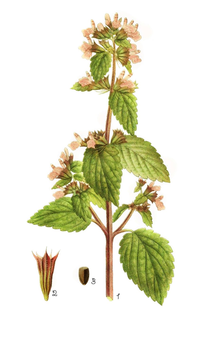 Белокудренник черный гербарий