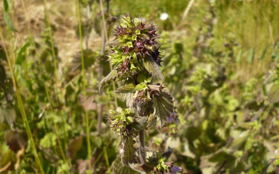 Белокудренник чёрный