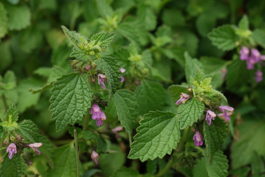 Белокудренник чёрный