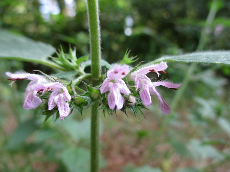 Белокудренник чёрный