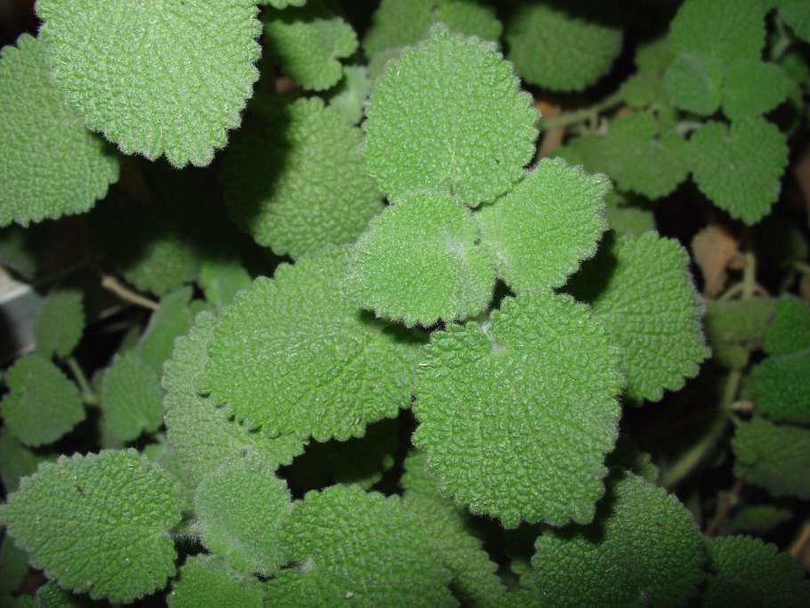 Пурпурная мертвая крапива