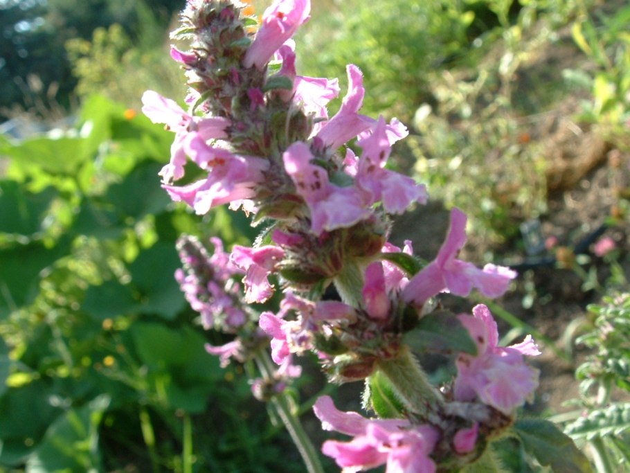 Шандра котовниколистная