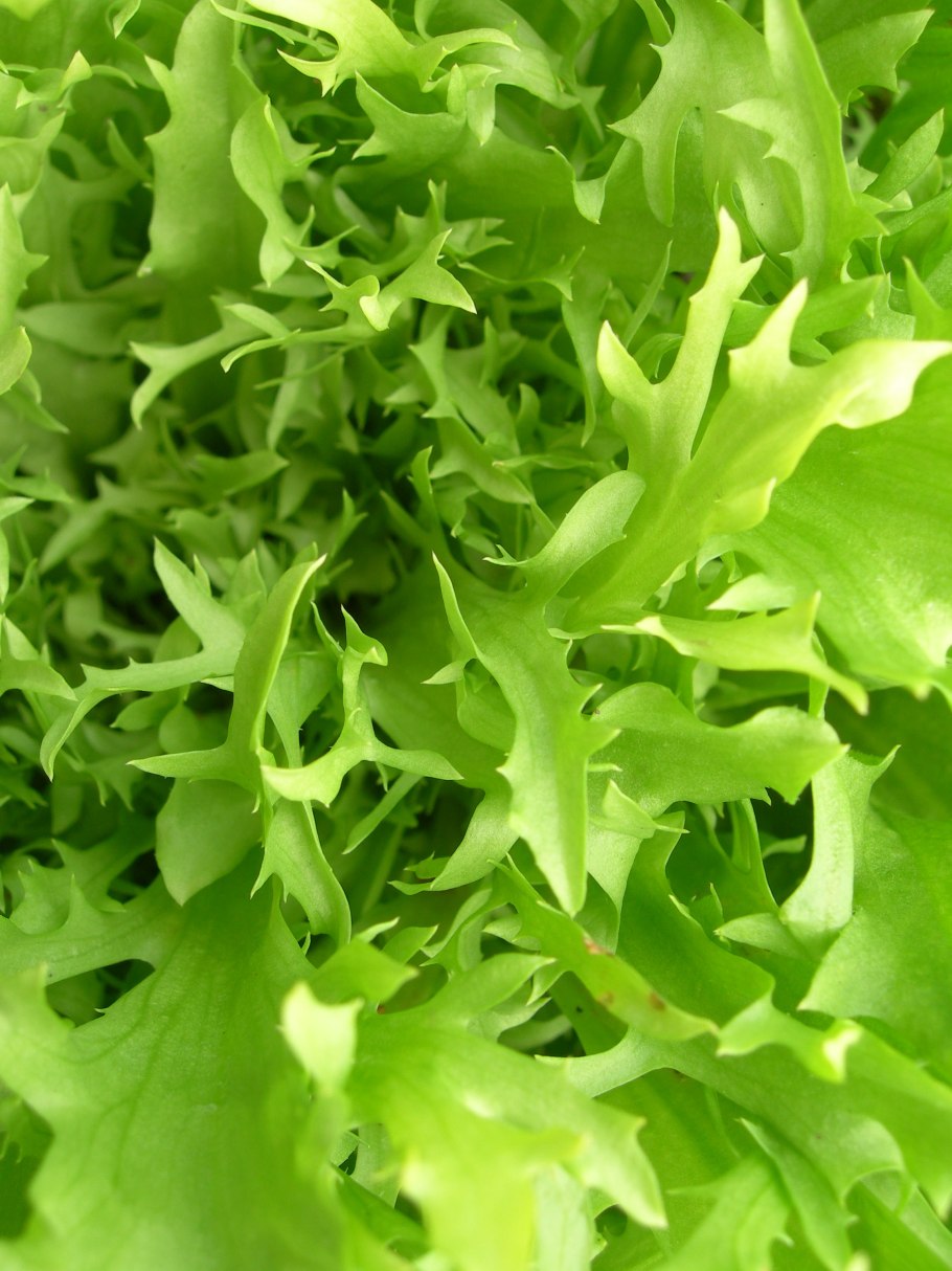 Эндивий Кучерявец