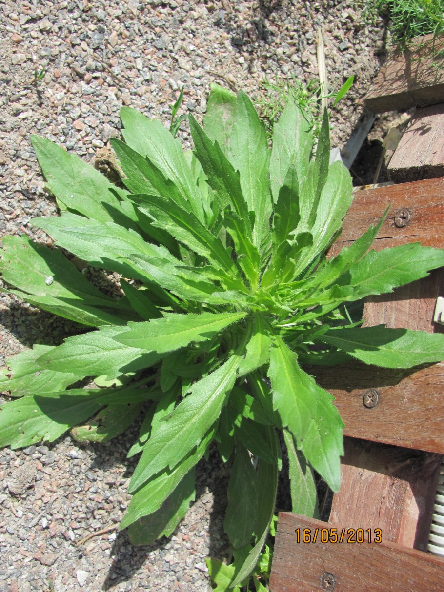 Горький латук