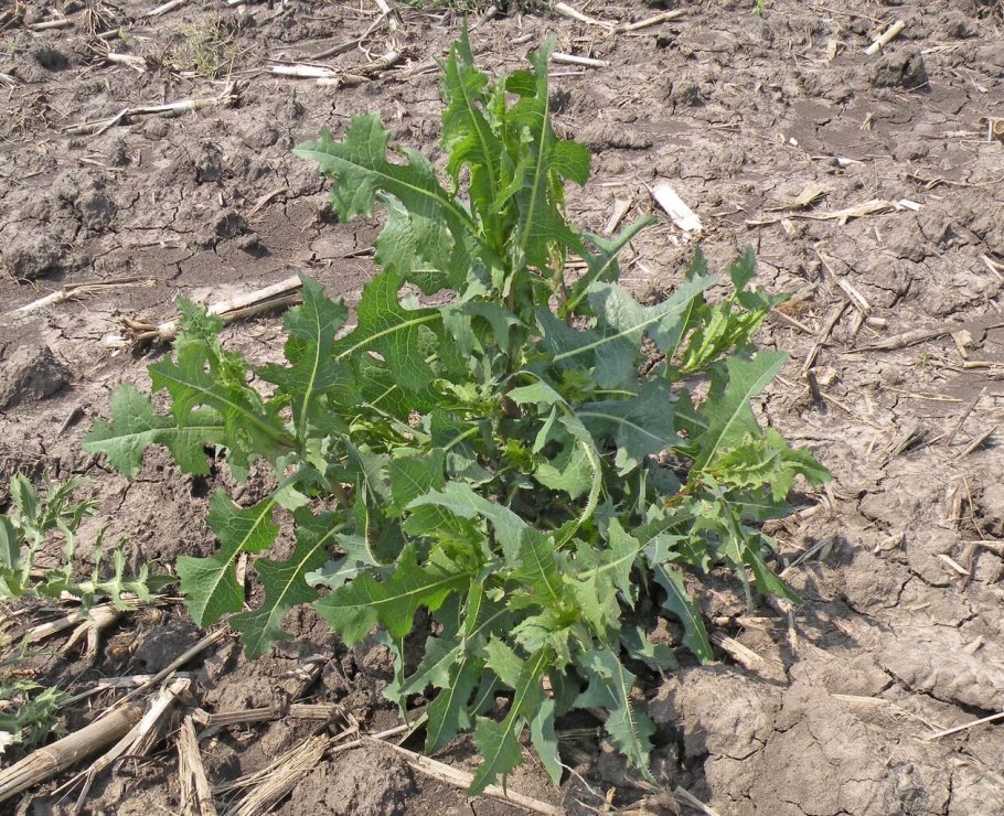 Латук дикий, латук Компасный