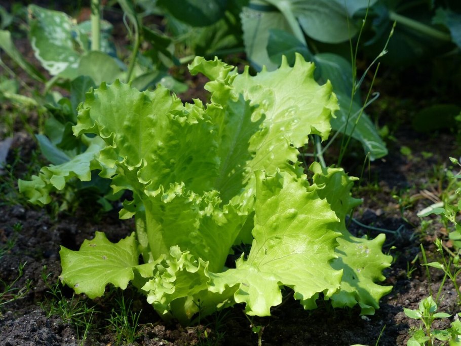 Латук татарский всходы
