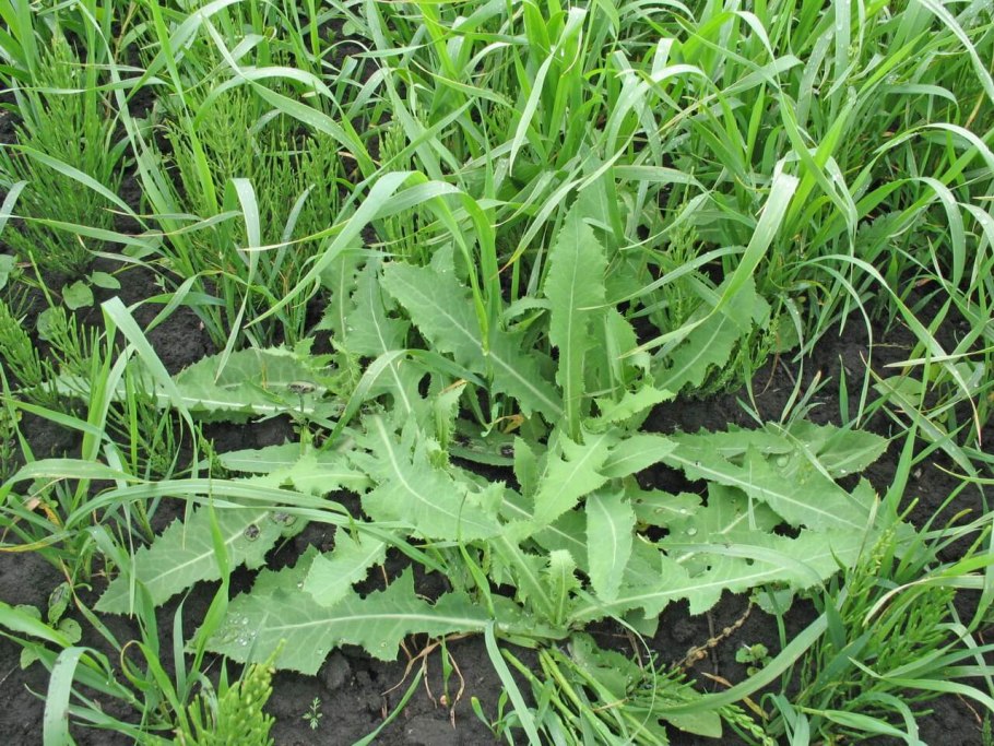 Салат lettuce дуболистный