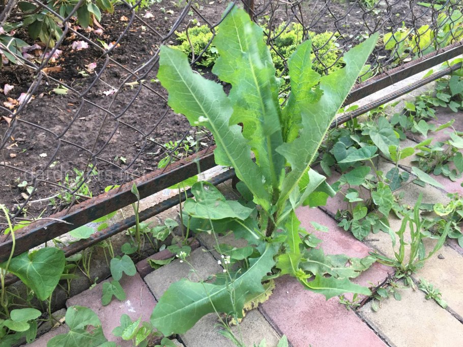 Листья салата Батавия