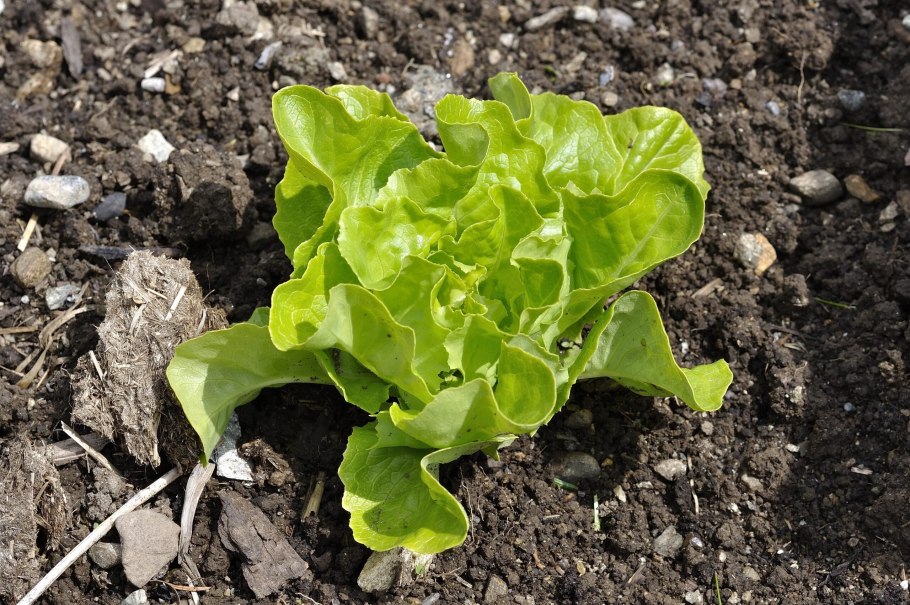 Салат lettuce Бостон