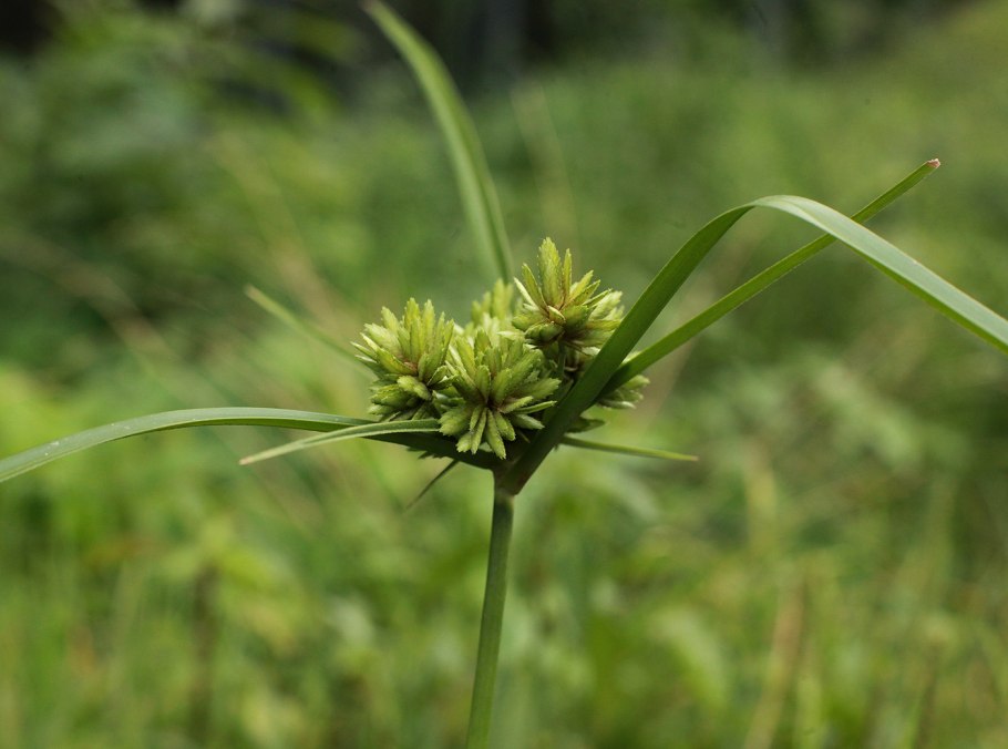 99. Сыть круглая (Cyperus rotundus)