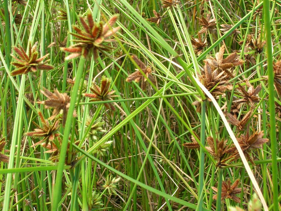 Cyperus scariosus