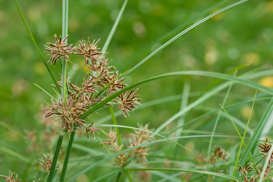 Сыть Cyperus Longus