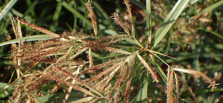 Cyperus eragrostis