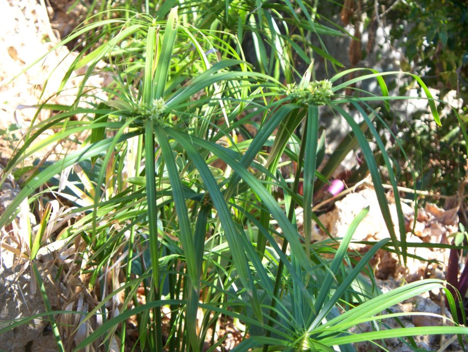 Сыть круглая Cyperus rotundus