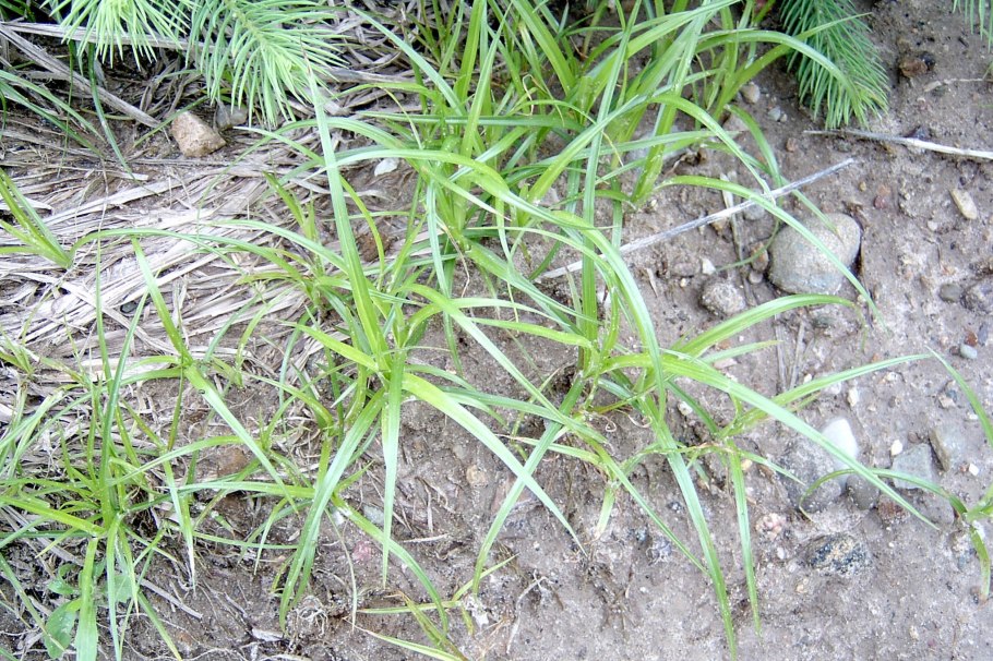 99. Сыть круглая (Cyperus rotundus)