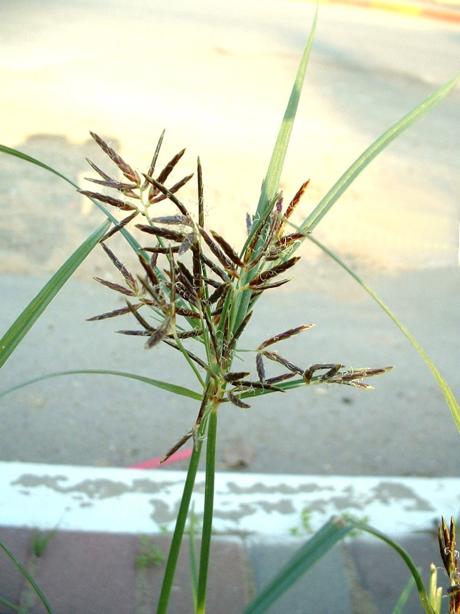 Сыть круглая Cyperus rotundus