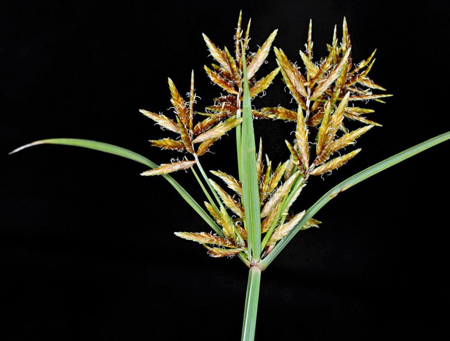 Сыть Cyperus esculentus