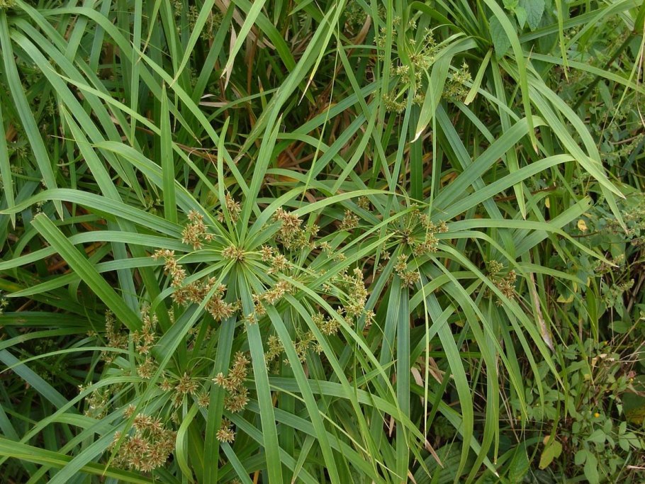 Cyperus alternifolius циперус
