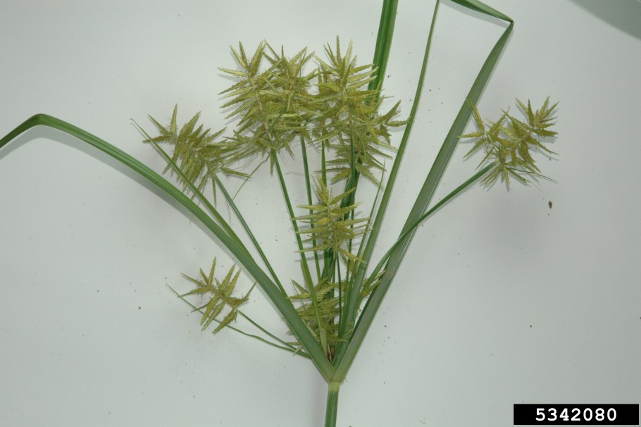 Камыш Озёрный Scirpus lacustris