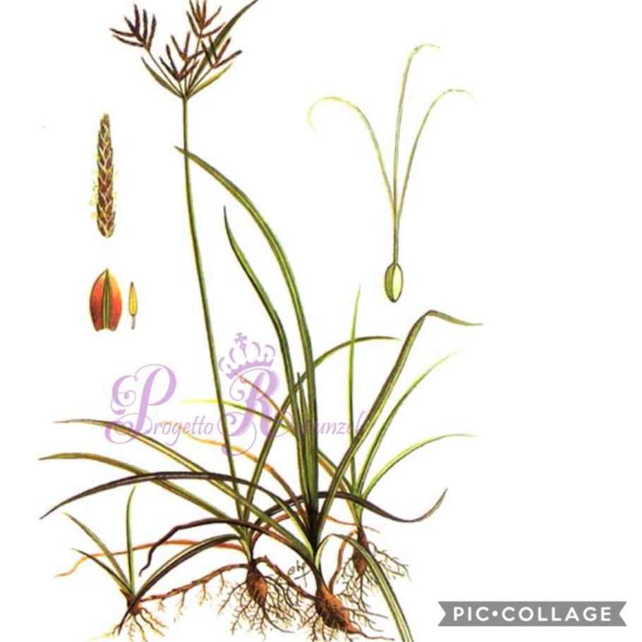 Cyperus Cyperus лист под микроскопом