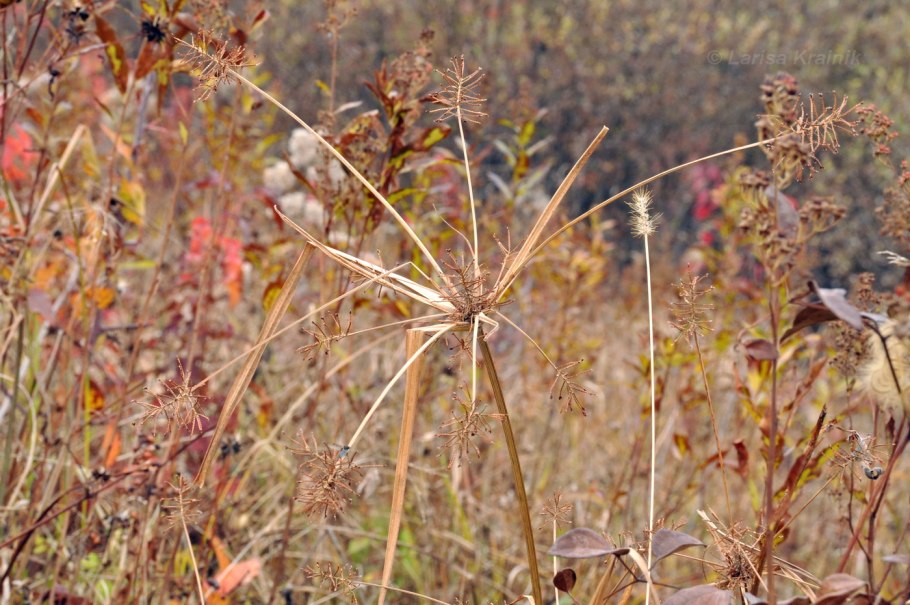 Сыть круглая Cyperus rotundus