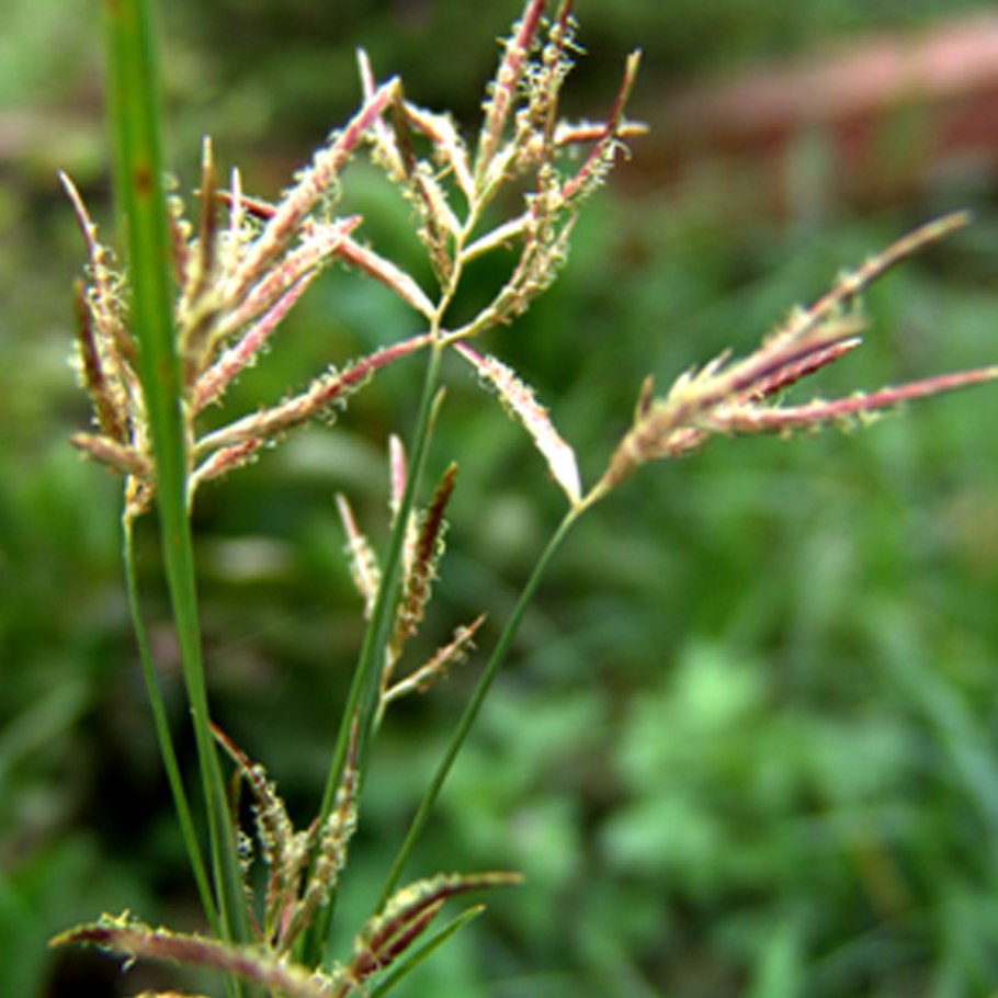 Cyperus rotundus