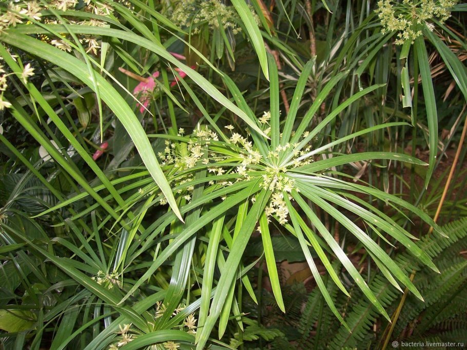 Cyperus involucratus variegated