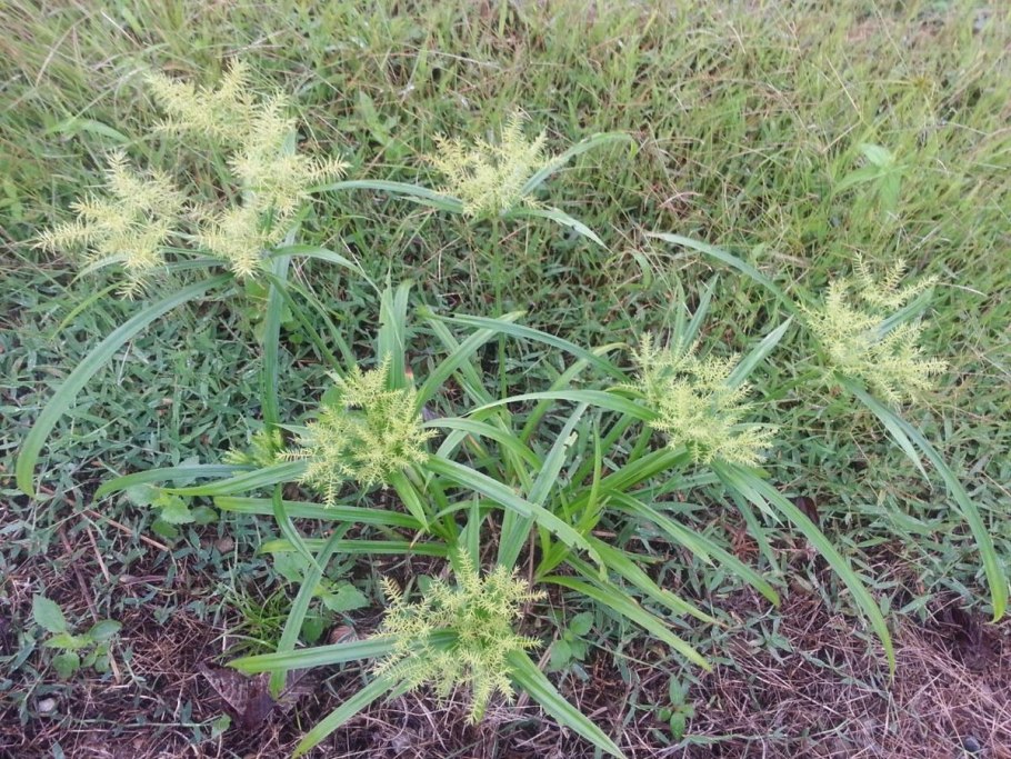 Cyperus rotundus l.